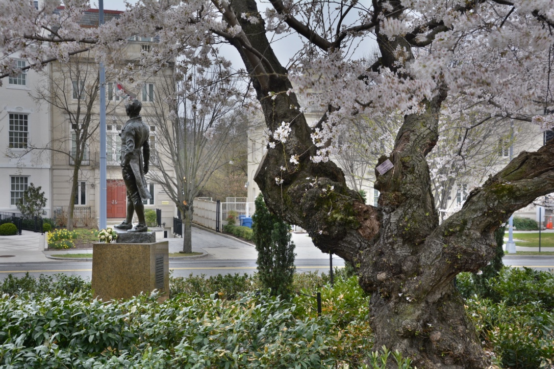 A Japanese Flowering Cherry (Prunus Yoshino)– The Japanese Cherry trees in Washington D.C. were a gift from Japan